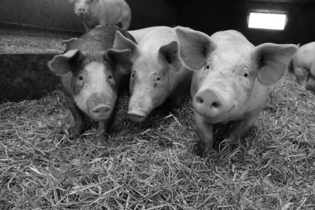 porc-1