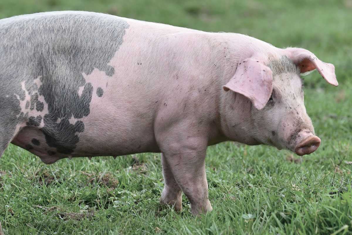 diapo-porc-saint-martin-1